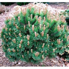 Сосна strobys "Radiata" 